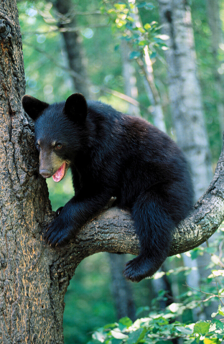 Black Bear (Ursus americanus). Minnesota. USA.