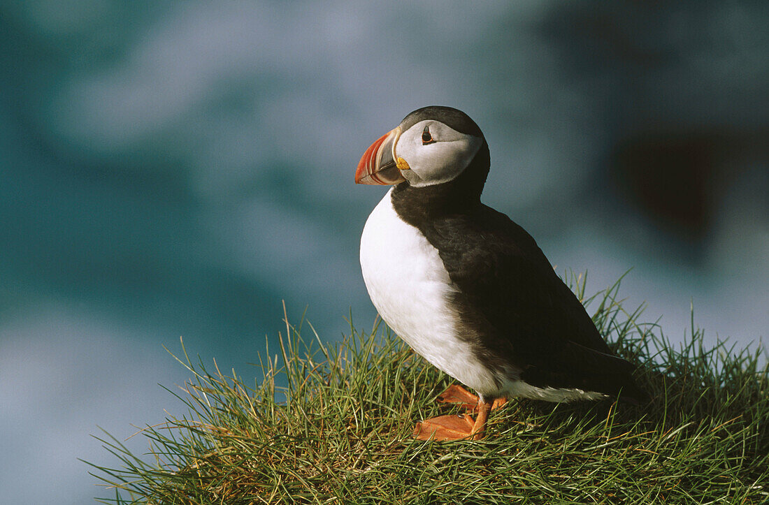 Atlantic Puffin (Fratercula arctica). Iceland