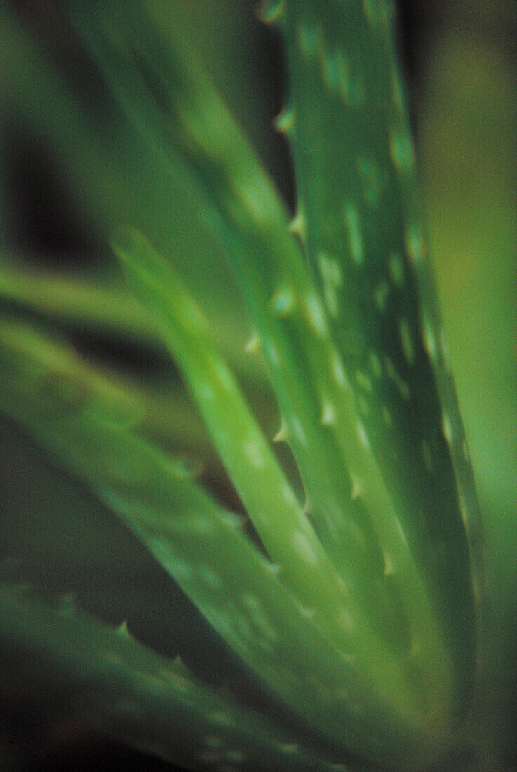 Aloe (Aloe vera)
