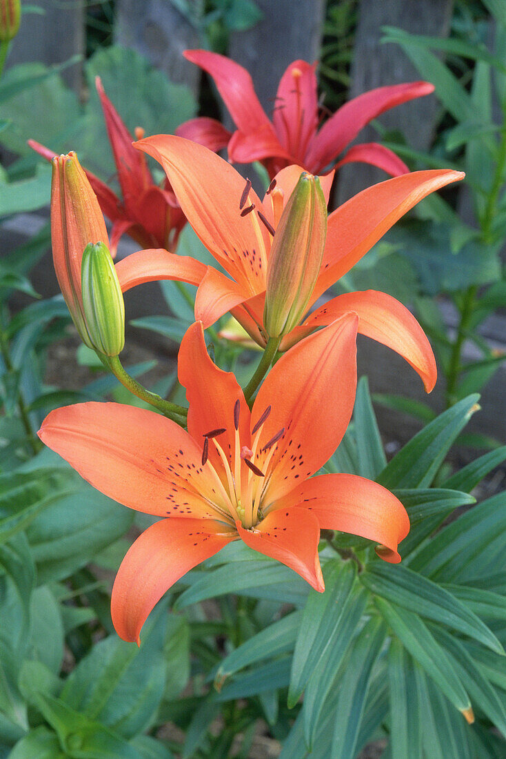 Asiatic Lilies