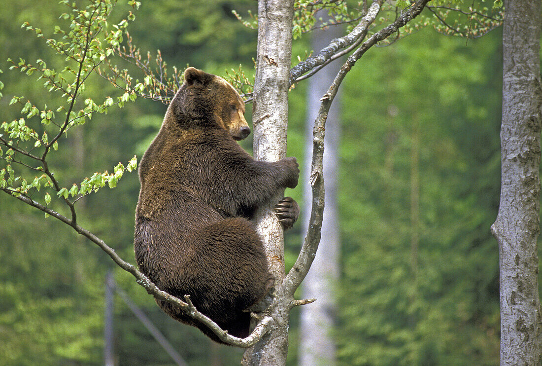 European Brown Bear (Ursus arctos). Climbing a Tree