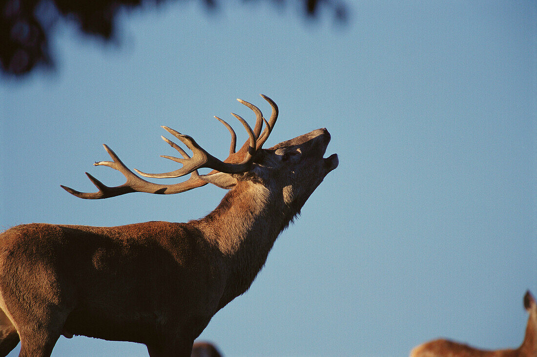 Red Deer (Cervus elaphus)