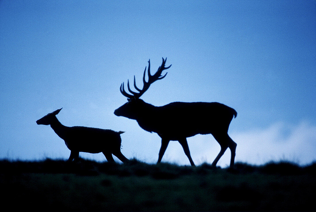 Red deer (Cervus elaphus). Male and female