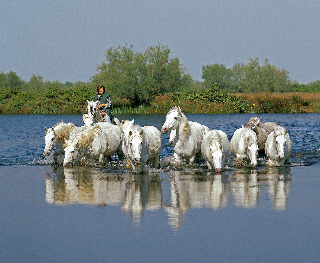 Gardian with wild horses of Camargue. Southern France