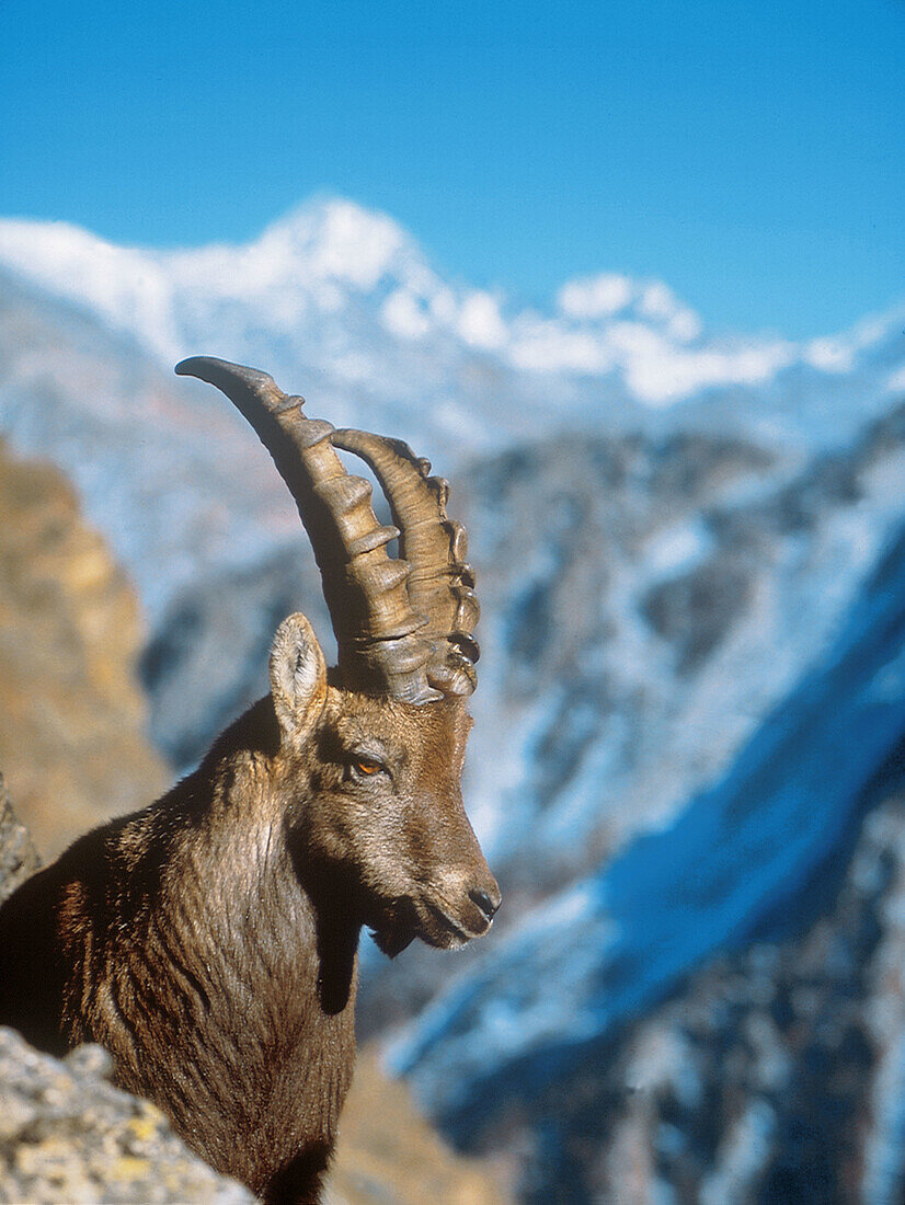 Alpine Ibex, portrait (Capra ibex)