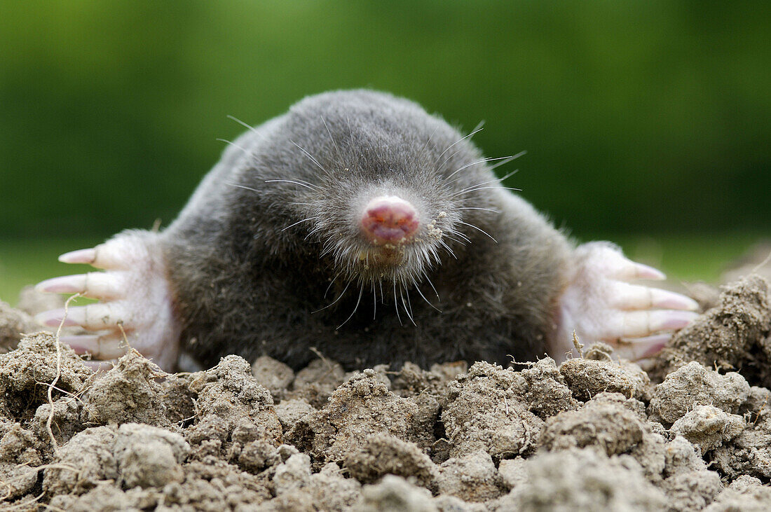 European or Common Mole, portrait (Talpa europaea)