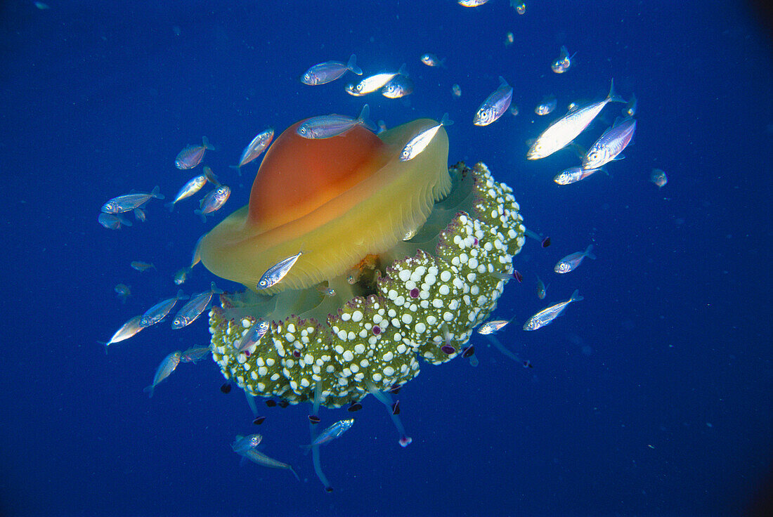 Jellyfish (Cotylorhiza tuberculata), Mediterranean Sea