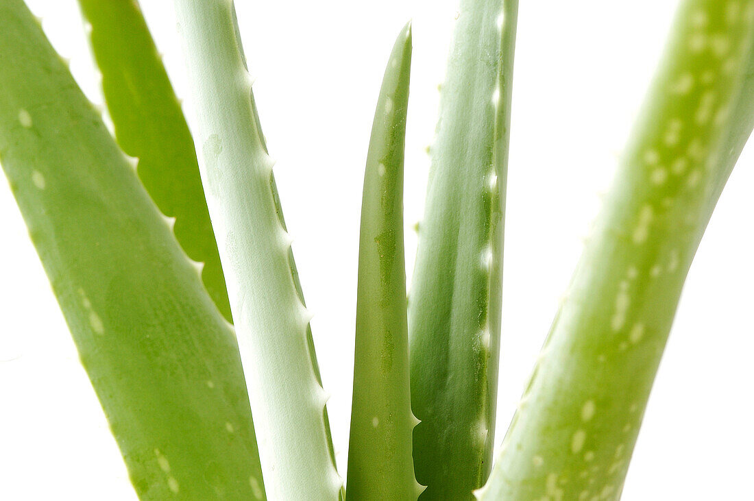  Color, Colour, Horizontal, Leaf, Leaves, Nature, Plant, Plants, Six, Spine, Spines, Still life, Surface, Surfaces, Thorn, Thorns, White, B19-262425, agefotostock 