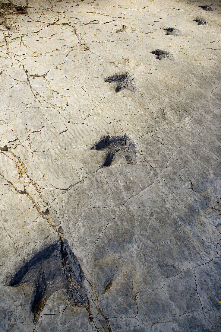 Dinosaur footprints (Mesozoic Era, Lower Cretaceous, 130-120 milion years), Los Cayos palaeontological site. Cornago, La Rioja, Spain