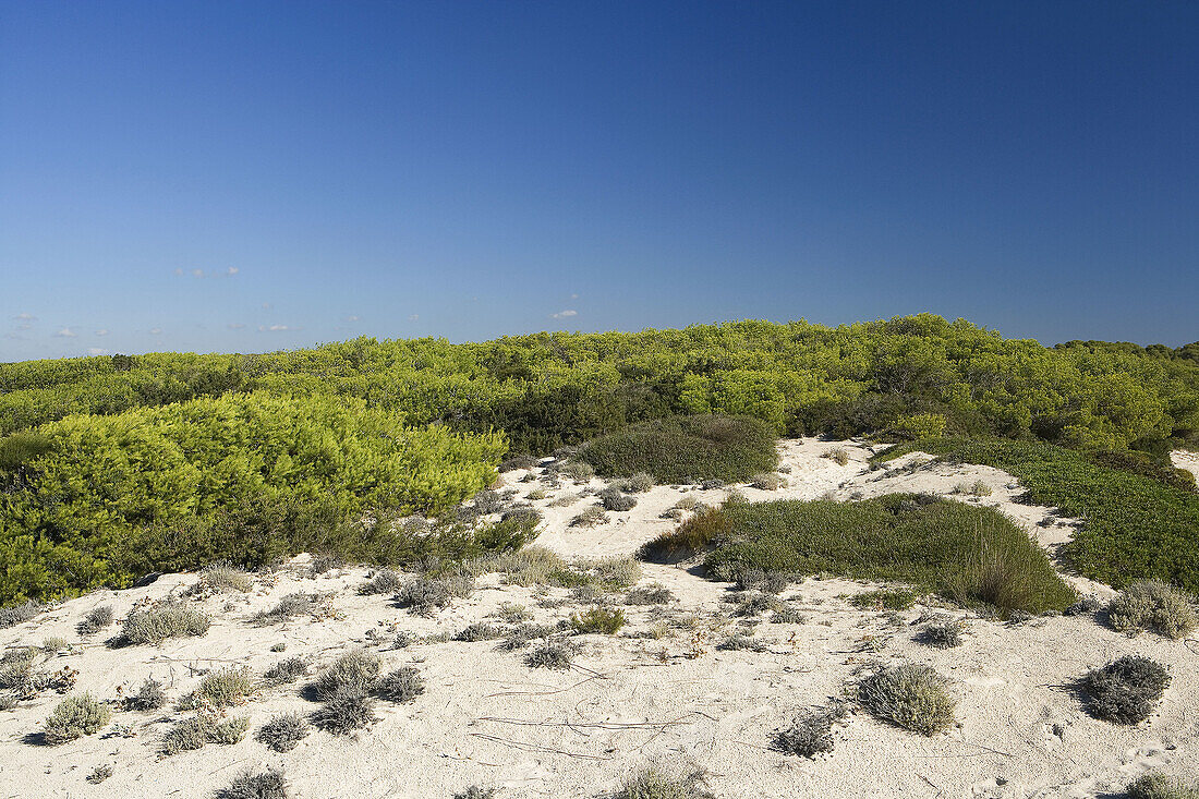 Dunes. Majorca, Balearic Islands. Spain