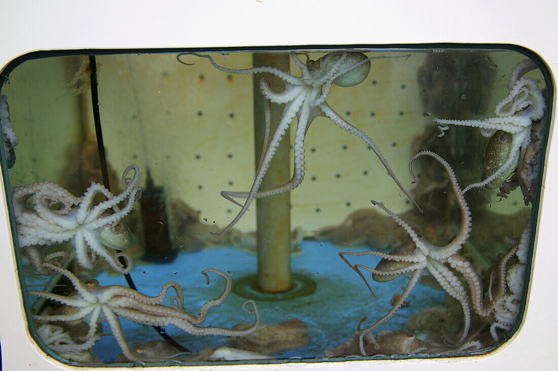 Mokpo, octopus ballet in a Mokpo seafood restaurant fish tank. Jeollanam-do, Republic of Korea.