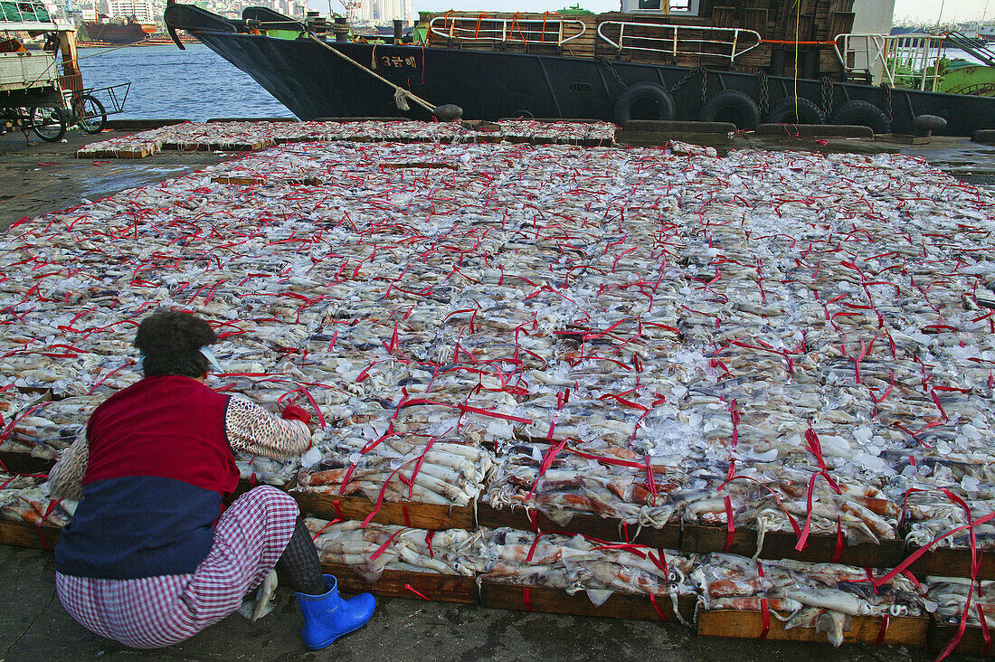 Thousands of squid at Jagalchi Fish Market Wharf. Busan, Republic of Korea.