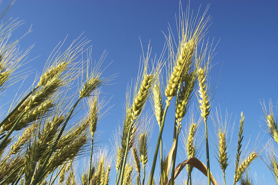  Agriculture, Blue, Blue sky, Cereal, Cereals, Color, Colour, Country, Countryside, Crop, Crops, Daytime, Detail, Details, Ear, Ears, Exterior, Farming, Field, Fields, Food, Grain, Horizontal, Nature, Nourishment, Outdoor, Outdoors, Outside, Plant, Plants