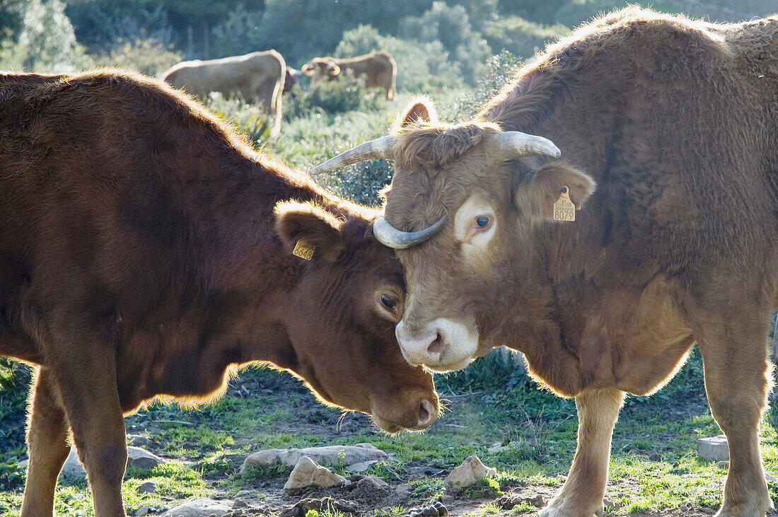  Außen, Blick Kamera, Farbe, Großvieh, Herbivore, Herbivores, Kontakte pflegen, Kuh, Kühe, Liebkosen, Liebkosung, Liebkosungen, Pflanzenfressend, Rinder, Säugetier, Säugetiere, Tageszeit, Tier, Tiere, Vieh, Viehzucht, Zwei Tiere, A75-485087, agefotostock 