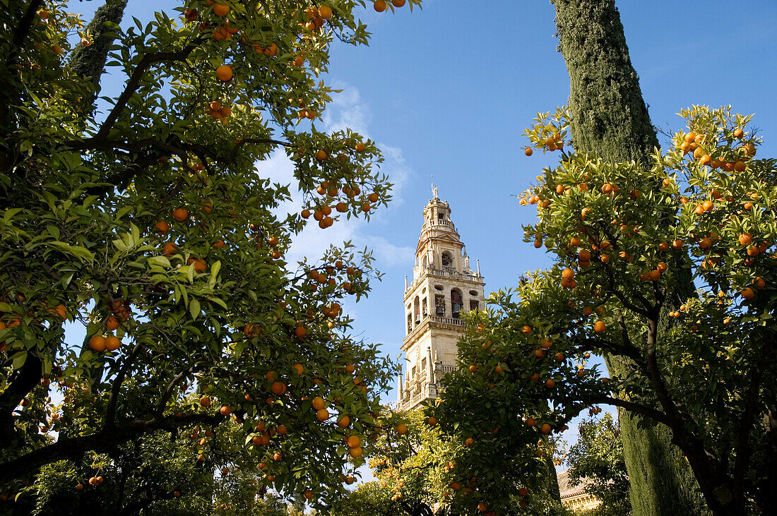 Patio de los Naranjos, courtyard and minaret tower of the Great Mosque, Córdoba. Andalusia, Spain