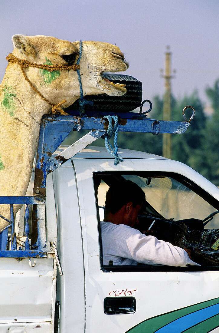 Berkash camels market near Cairo. Egypt