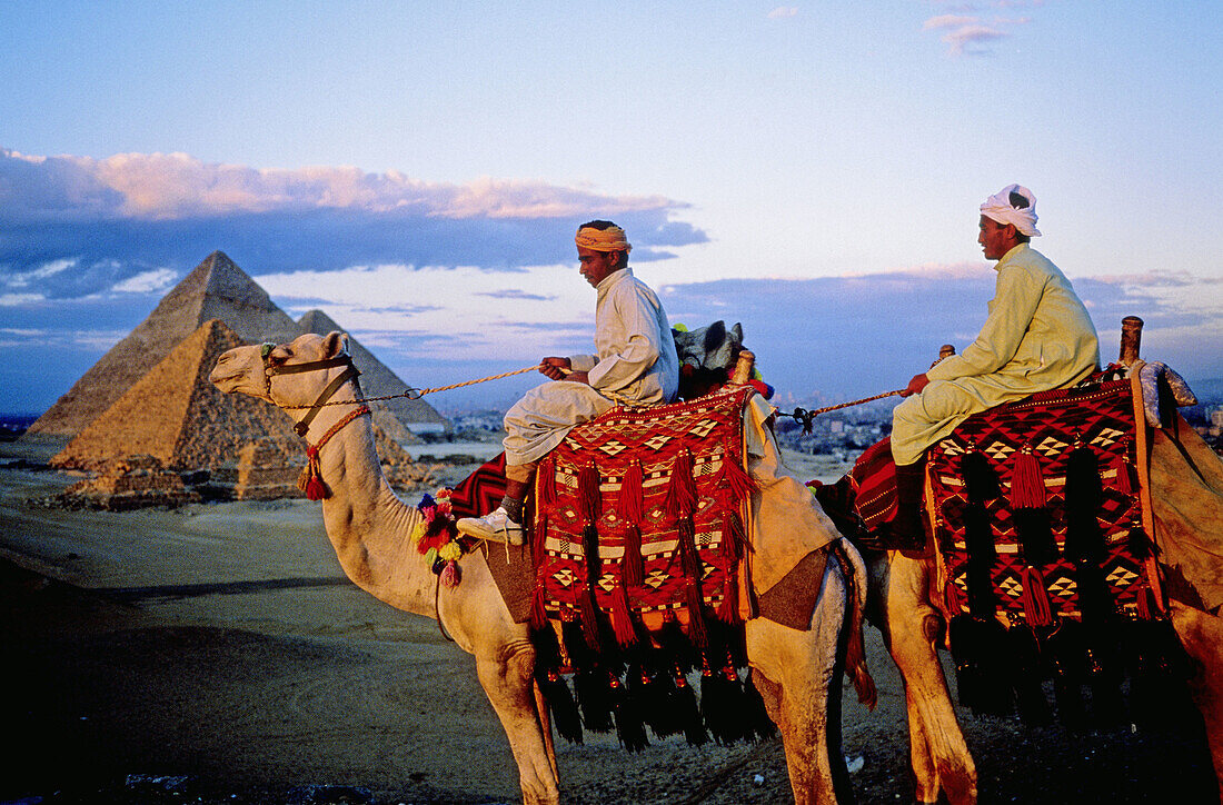 Camel riders and their camels. The Gizeh pyramids. Egypt