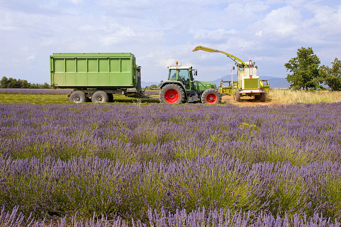 Lavender crop in July, Valensole plateau. Alpes de Haute-Provence, Provence, France