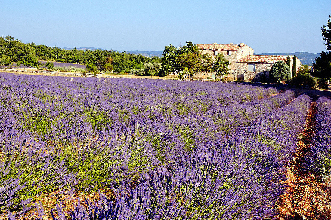 Villa in Reillanne. Alpes de Haute-Provence, Provence, France