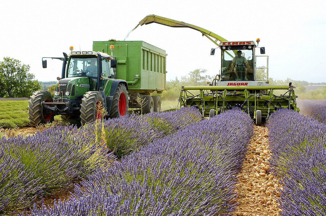 Lavender crop in July, Valensole plateau. Alpes de Haute-Provence, Provence, France