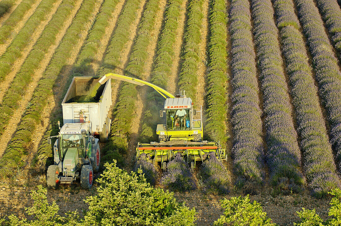 Lavender crop in July, Valensole plateau. Alpes de Haute-Provence, Provence, France