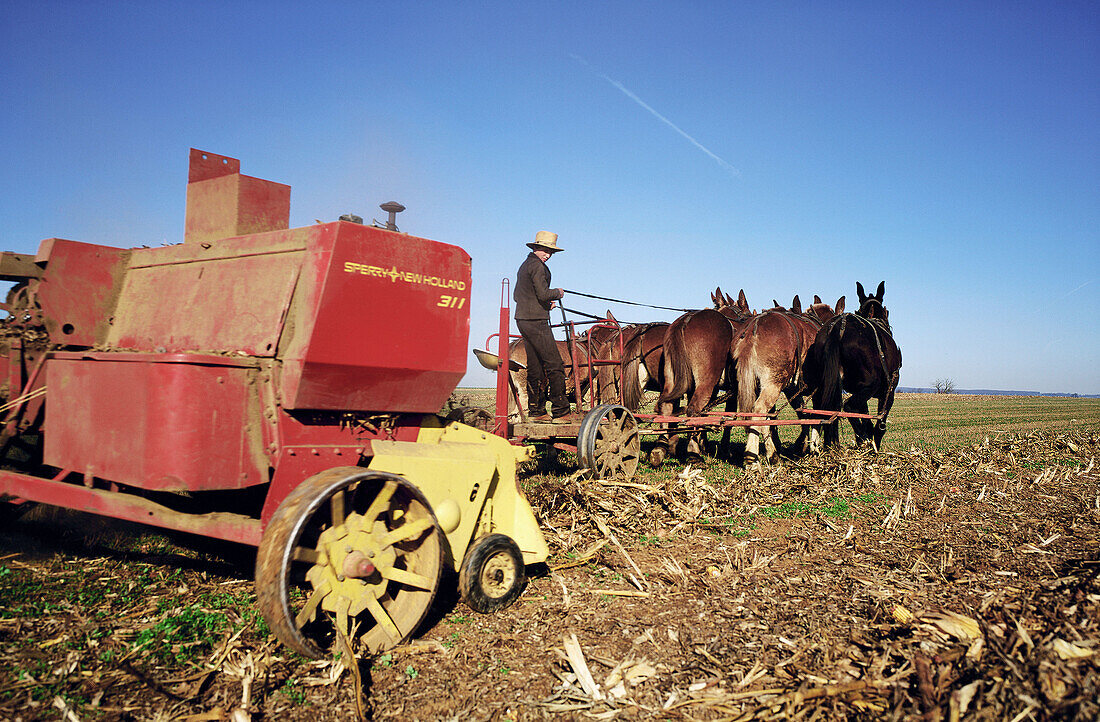 Amish harvesting corn. Pennsylvania, USA
