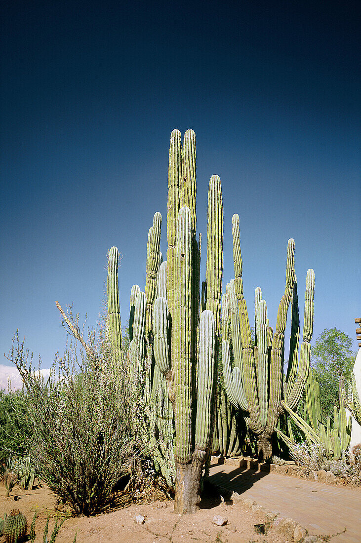 Sonora desert, cactus. Arizona. USA