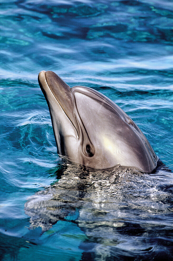 Dephinarium presenting a show with dolphins in the Red Seat. Eilat. Israel