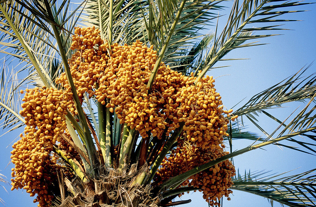 Gardens of the Ein Gedi Kibbutz. Dead Sea. Israel.