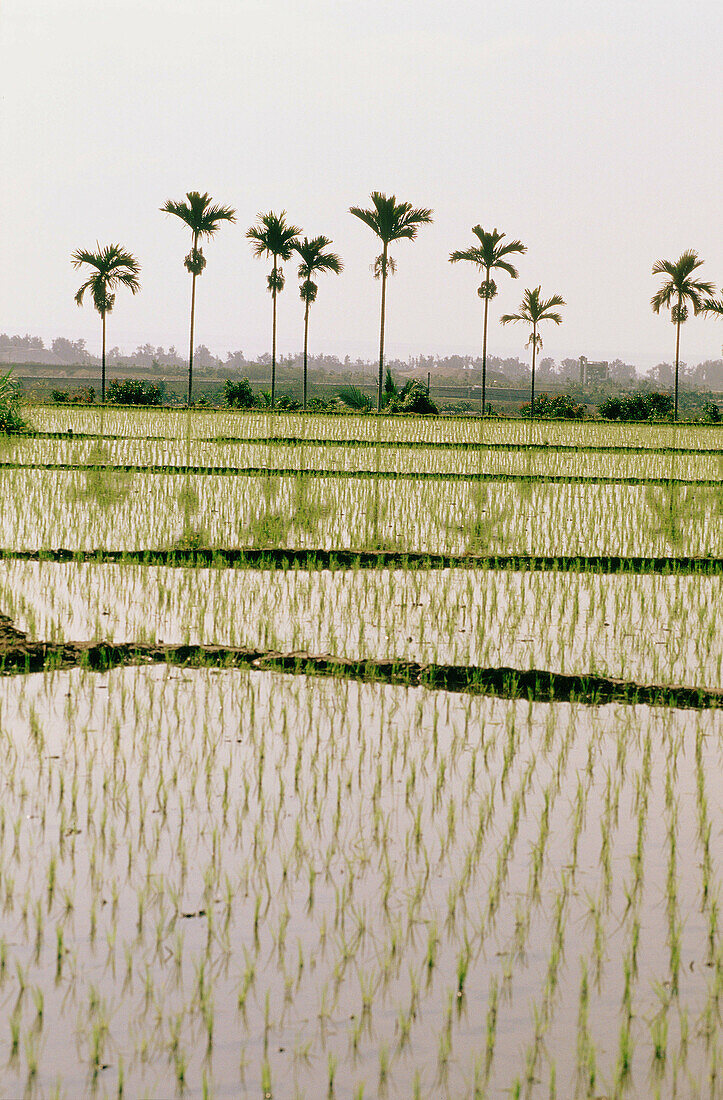 Ricefields in Chih-Siang region, Province of Hualien. Taiwan (Republic of China)