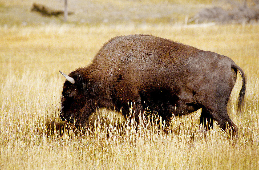 Buffaloes. Yellowstone National Park. Wyoming. United states (USA)