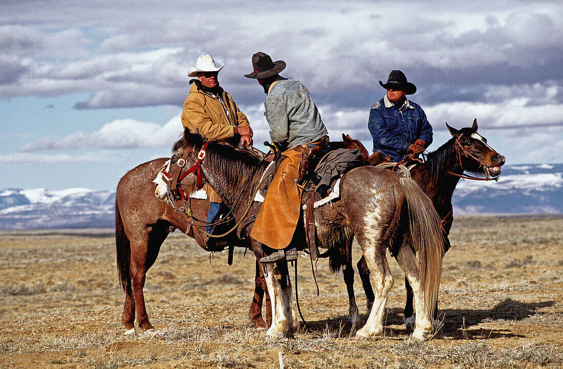 Cow boys from the Flitner ranch in Greybull during a calf tagging. Wyoming. United states (USA)