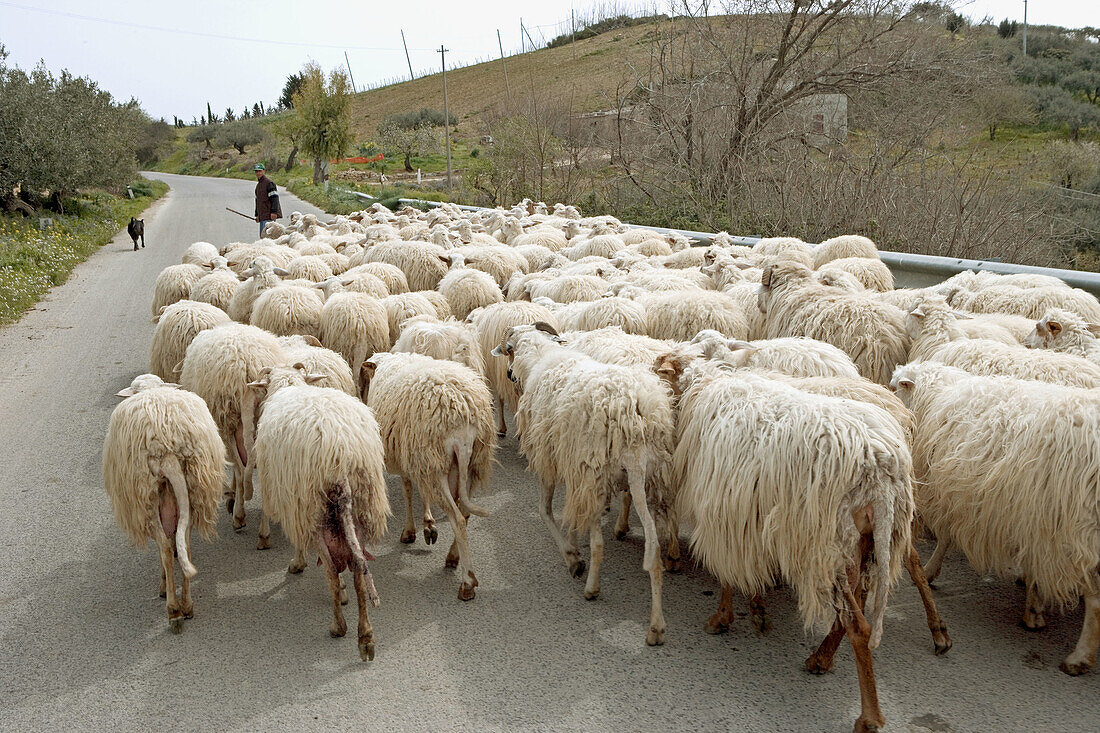 Flock near Gibellina. Sicily, Italy