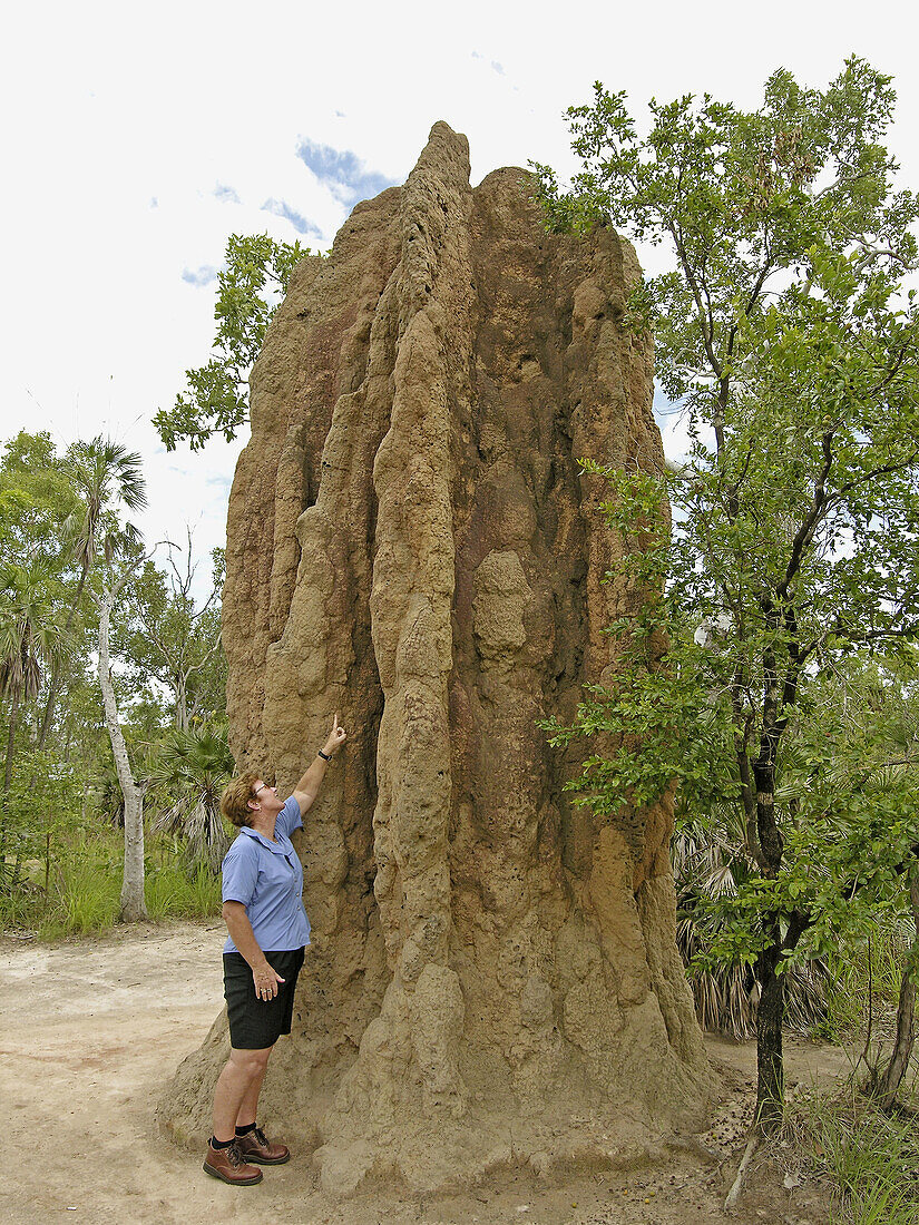 Termites nest, Litchfield National Park. South Darwin, Northern Territory, Australia