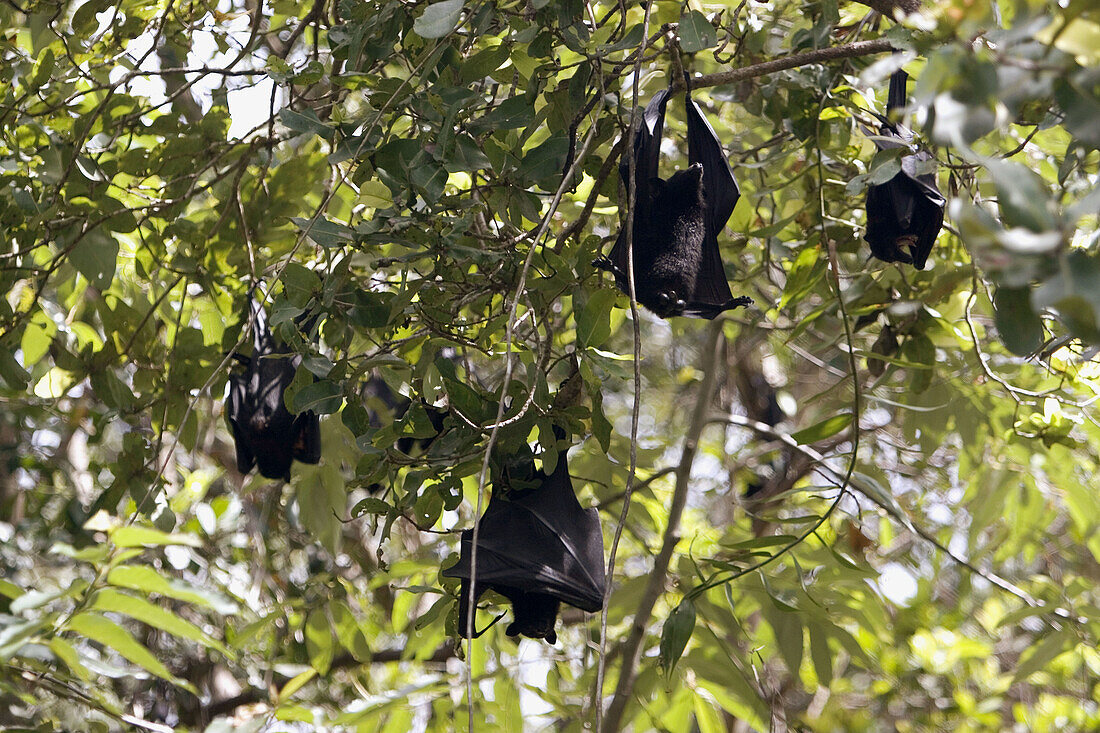 Bats in Litchfield National Park south of Darwin. Northern Territory, Australia
