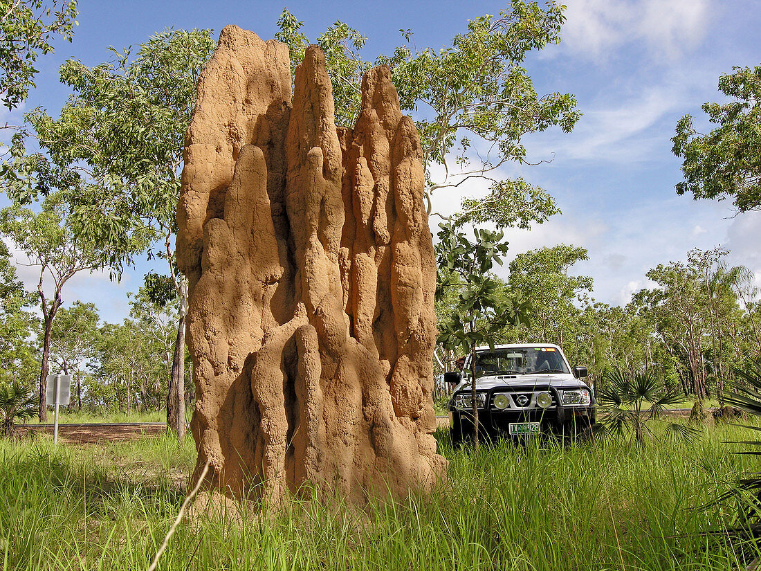 Termites nest, Litchfield National Park. South Darwin, Northern Territory, Australia