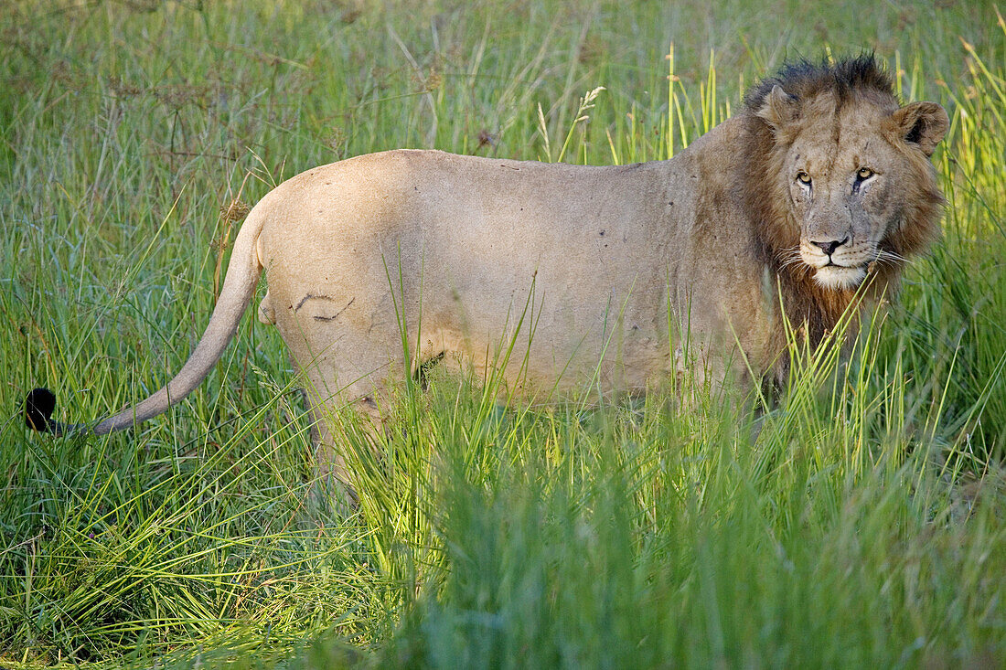 Lion eating a wildebeest. Game drive in the Phinda private park. Kwazulu-Natal province. South Africa