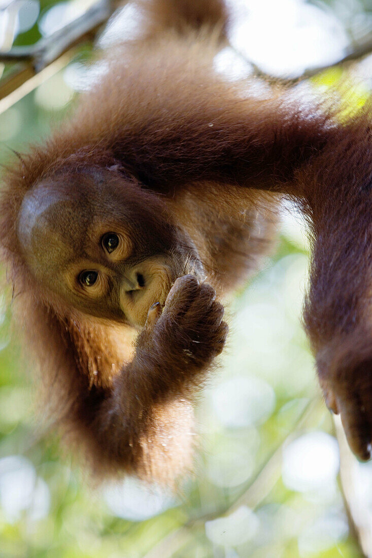 Semenggok Orang Utan Rehabilitation Centre where native orang utan can be seen by visitors, near Kuching. Sarawak, Borneo. Malaysia