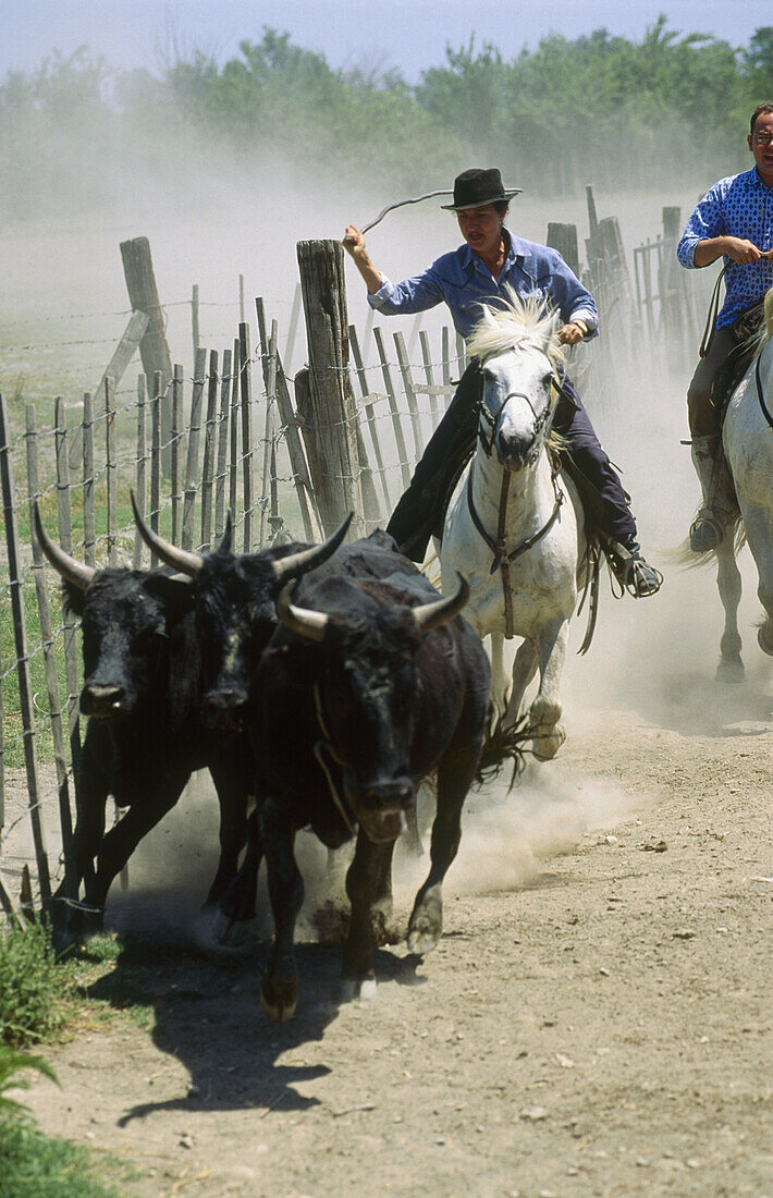 Camargue bulls round up, Rhône river delta. Bouches-du-Rhône, France