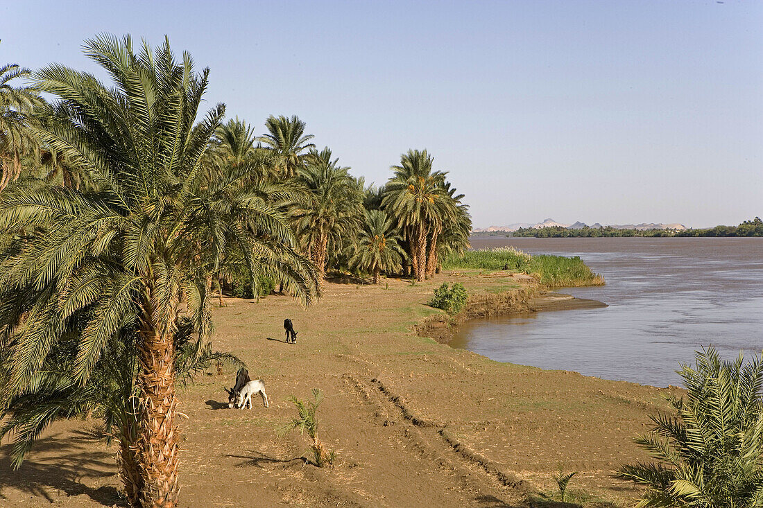 Nile River near Sesebi. Upper Nubia, Sudan