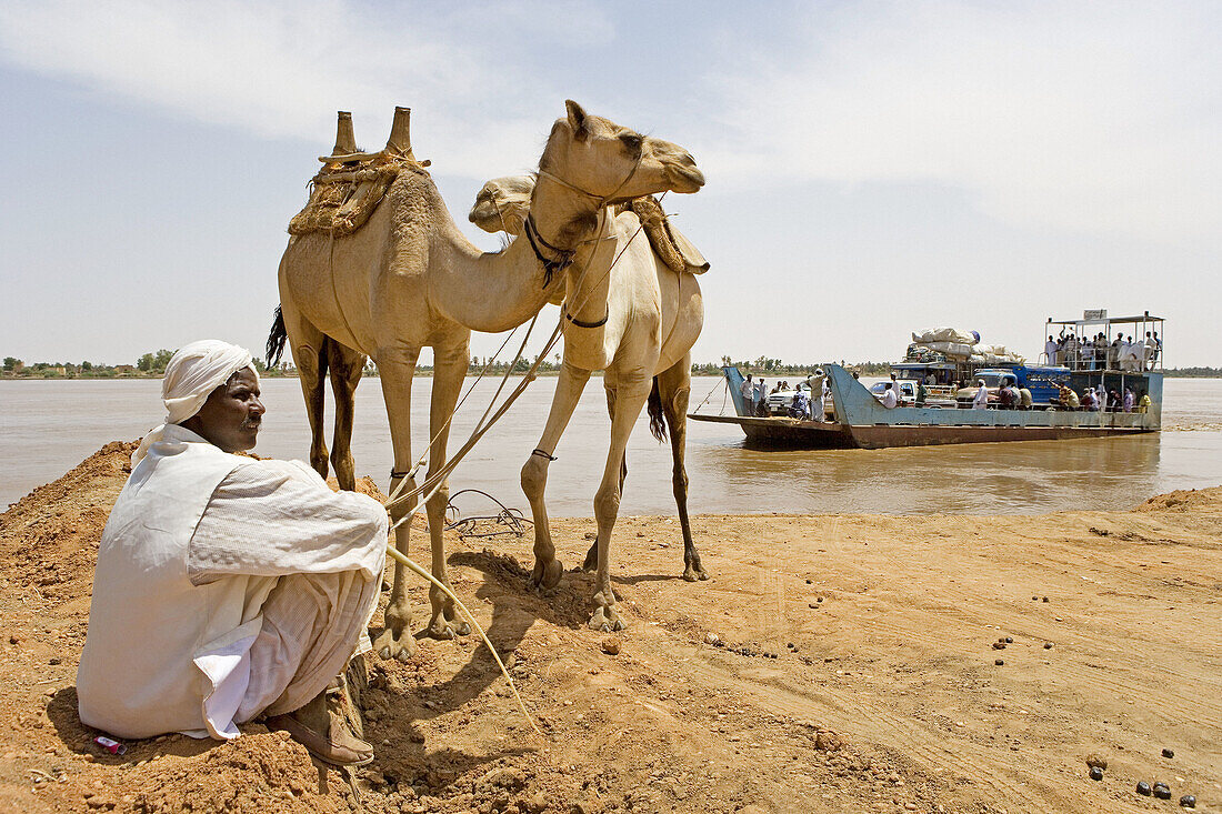 Camel riders waiting for the Karima ferry on Nile River near the Bayyudah Desert. Upper Nubia, ash-Shamaliyah state, Sudan