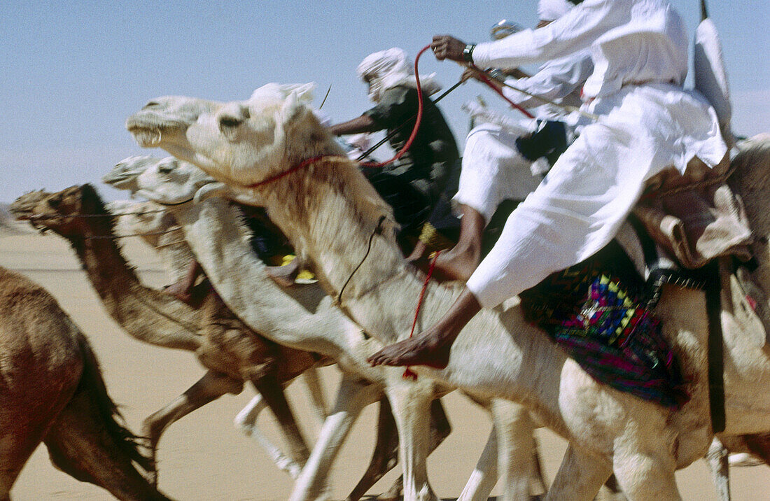 Tuareg camel race for the Sebiba festival. Tassili N Ajjer. Sahara. Algeria.