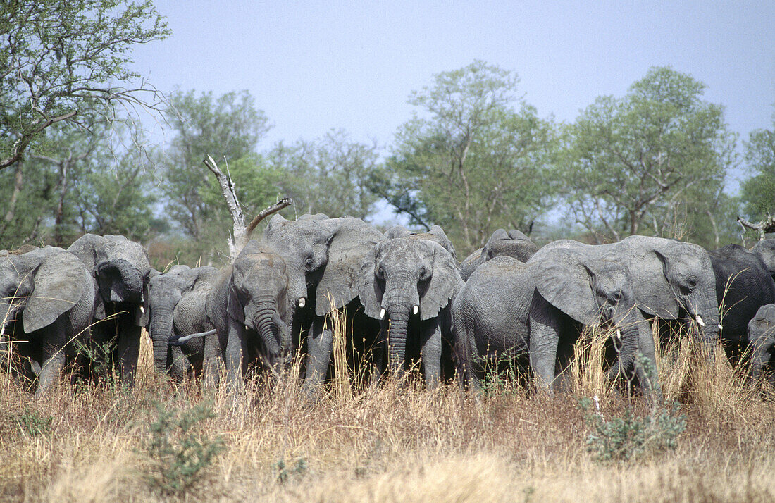 Agressive herd of elephants, Wasa National Park. North province, Cameroon