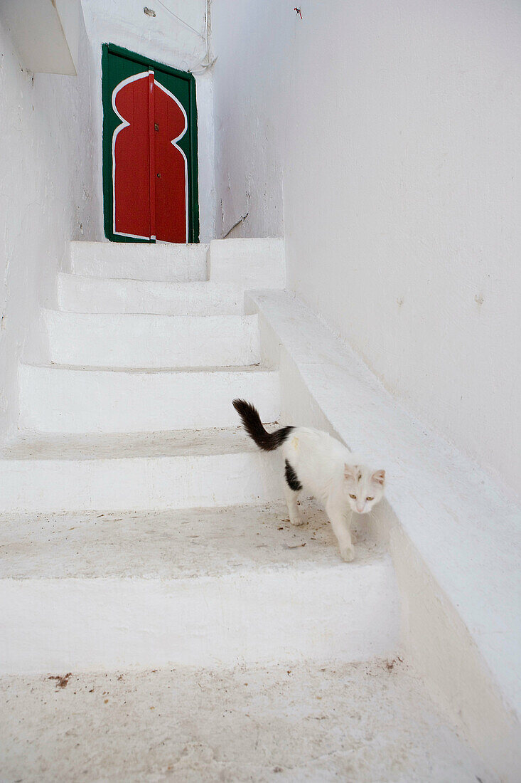 White cat against white painting. Village of Sidi Bou Said near Tunis. Tunisia
