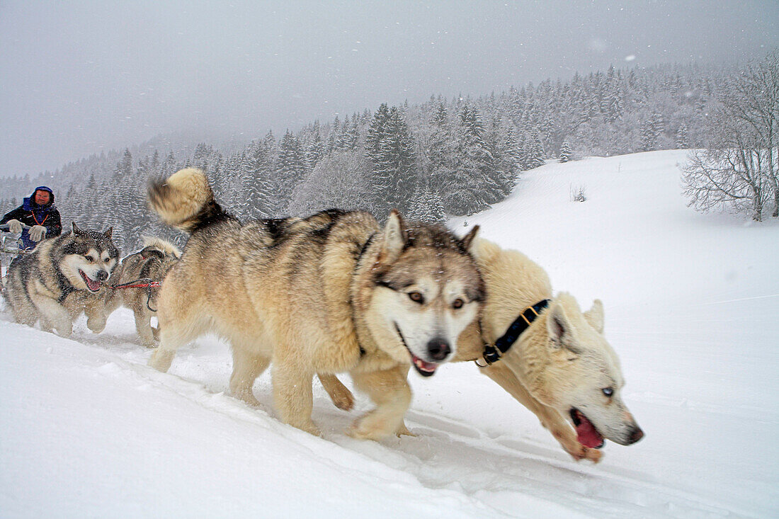 Bruno Corneli Husky sleigh and dogs in Mont du Villard near Megeve winter resort. Haute-Savoie (74). France
