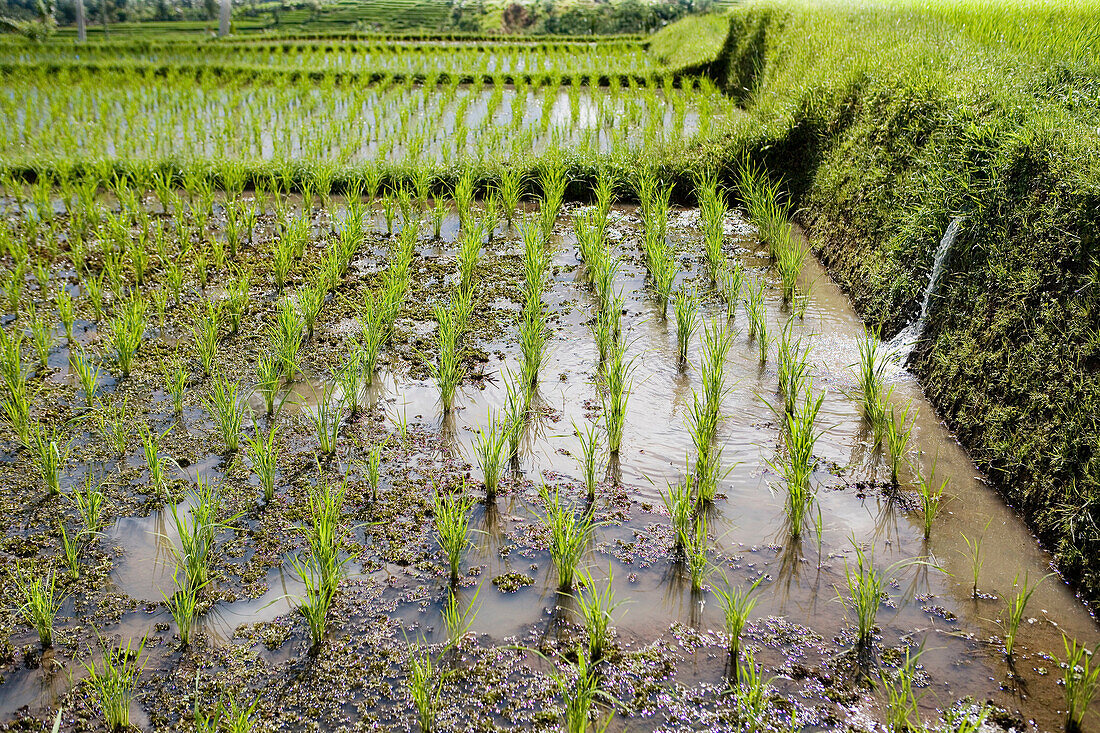 Ricefields in the country. Island of Bali . Indonesia