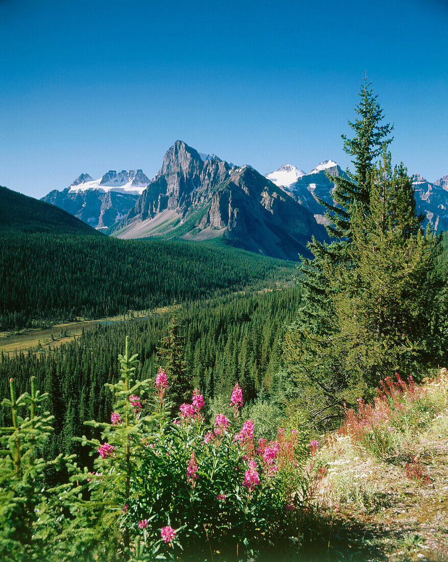 Banff National Park. Alberta. Canada