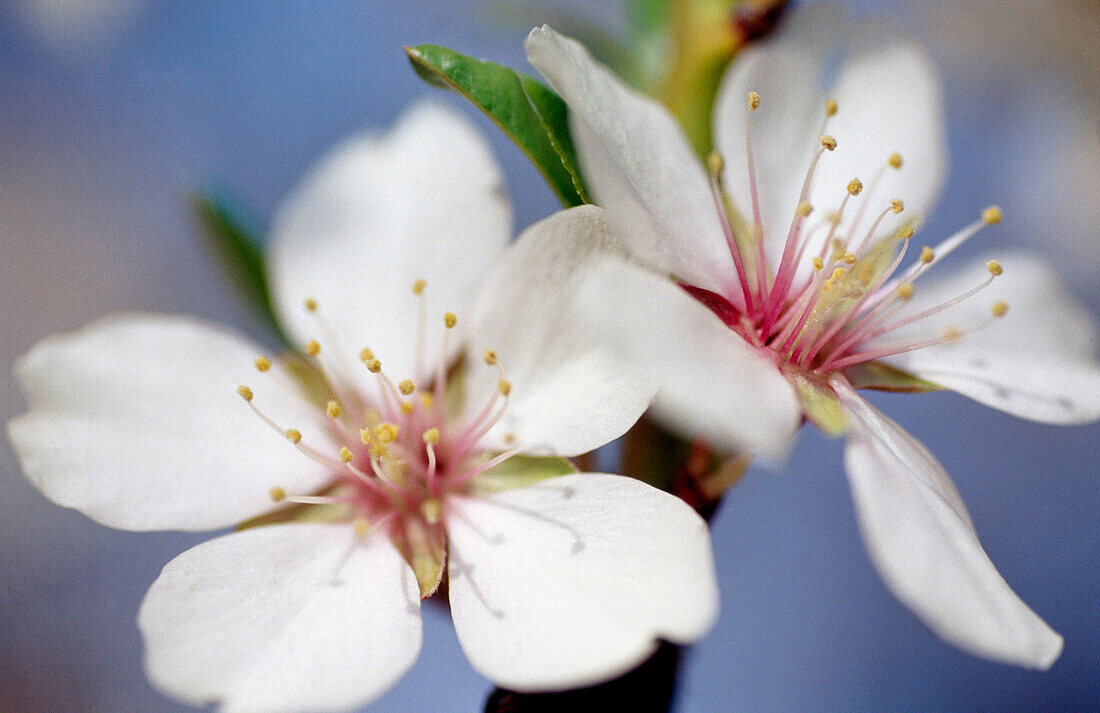 Almond tree flowers (Prunus amygdalus)