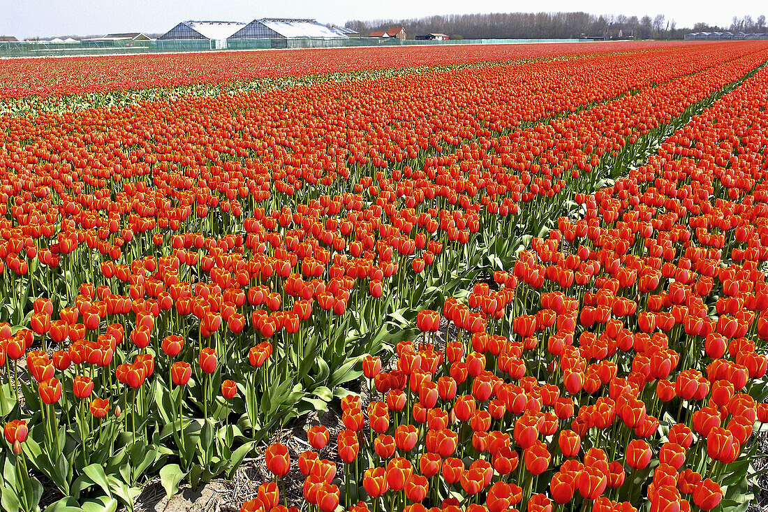 Tulips fields (Tulipa hybr.) in Lisse. Netherlands.