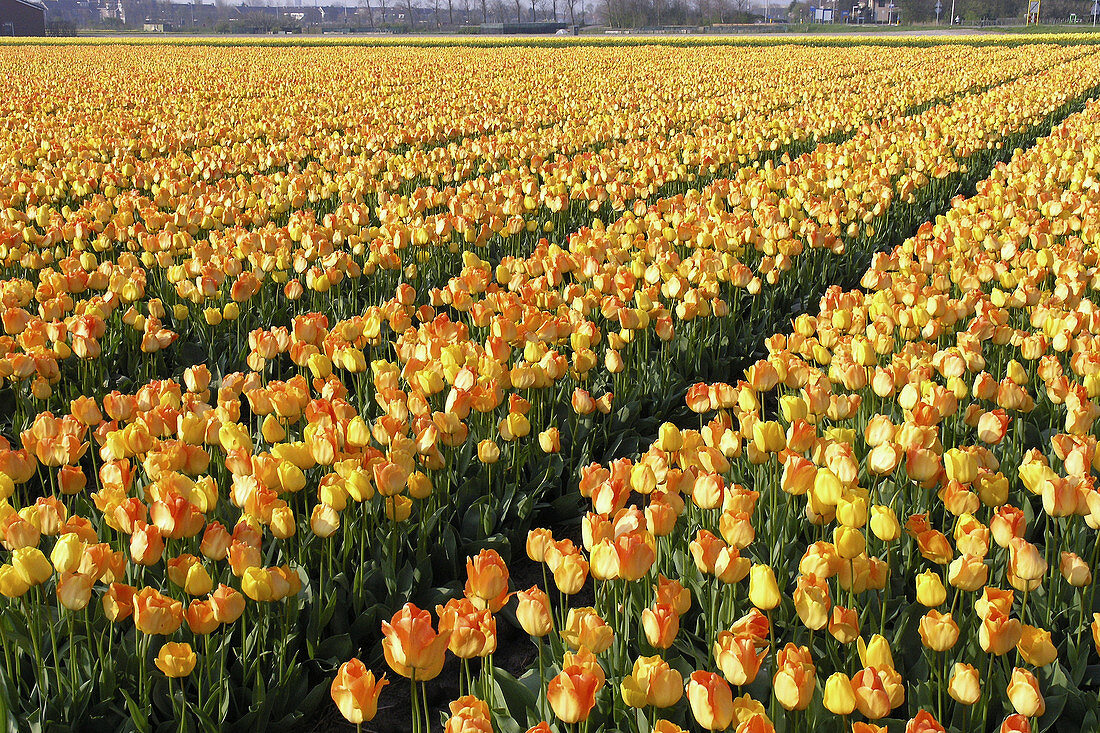 Tulip fields (Tulipa hybr.) in Lisse. Netherlands.